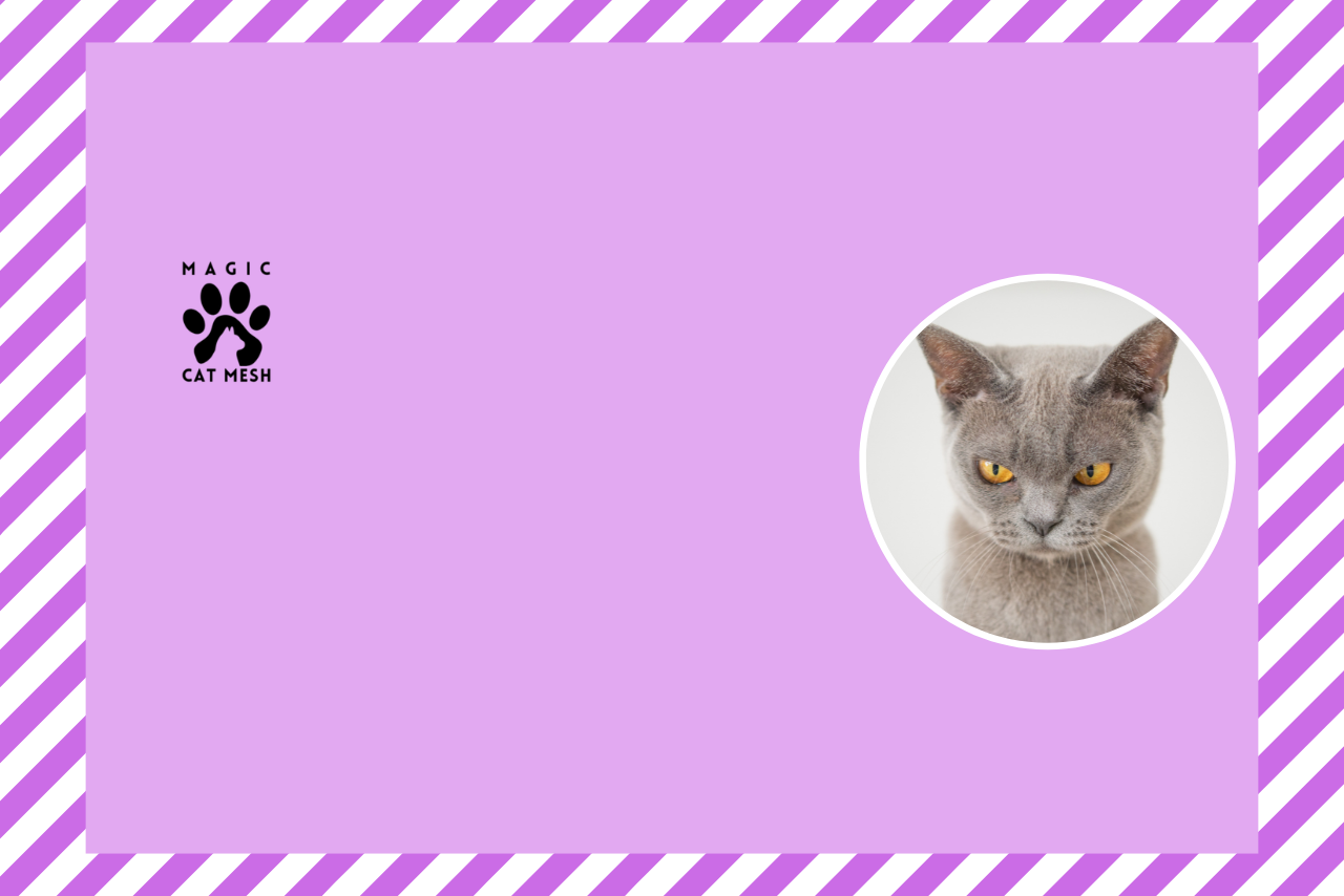 Why Cat Safety Matters in Singapore Homes