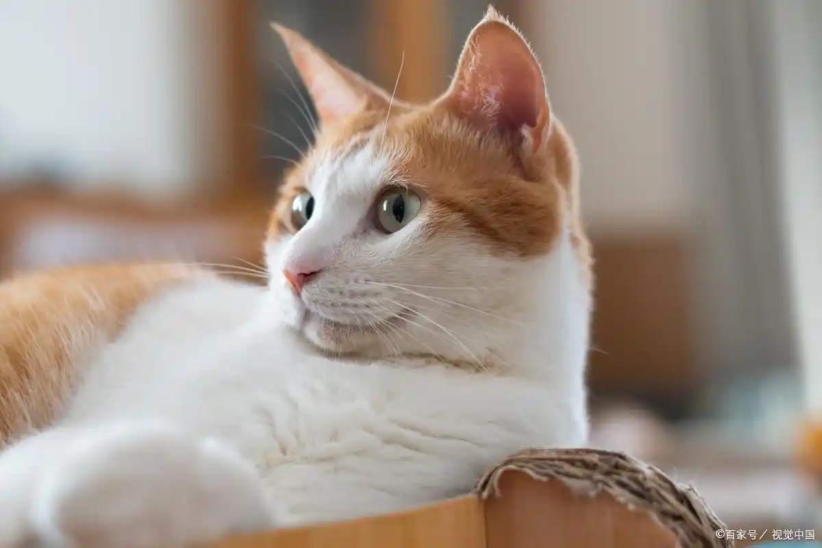 Taking Your Cat Outdoors: Seven Key Tips to Keep Them Safe—Don’t Let “Carelessness” Lead to Regret