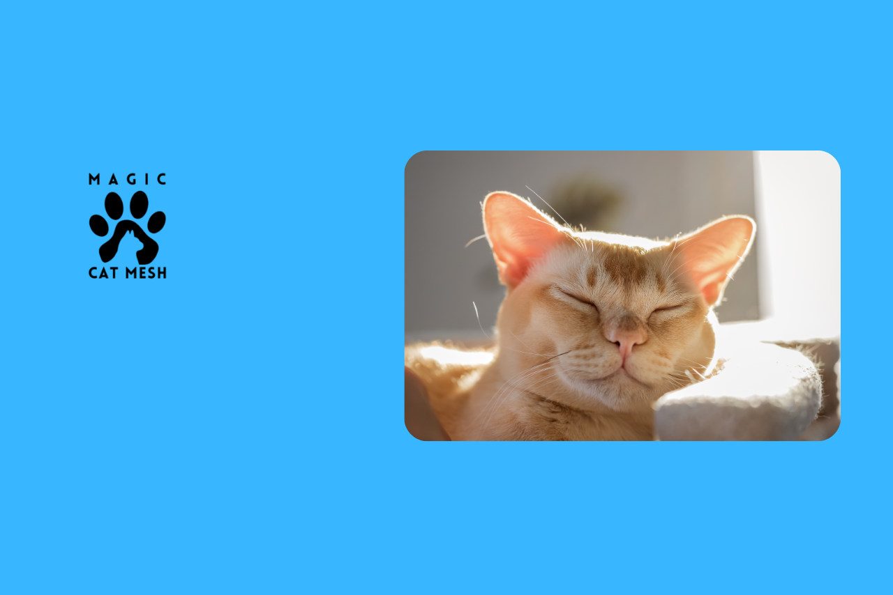 Singapore HDB Cat Ownership in 2026: Rules, Tips, and What to Expect