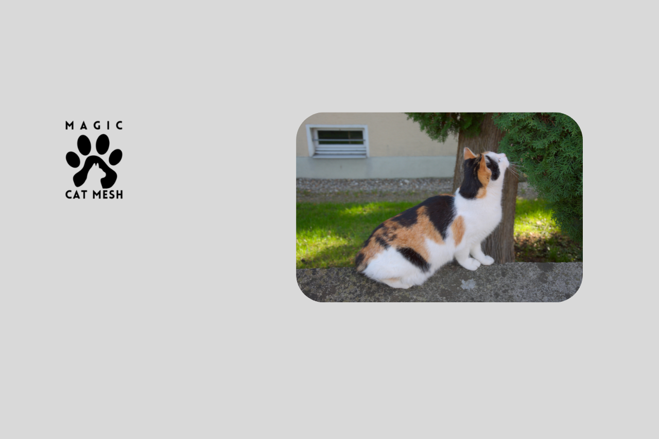 A Complete Guide to Cat Netting Types for Home Safety