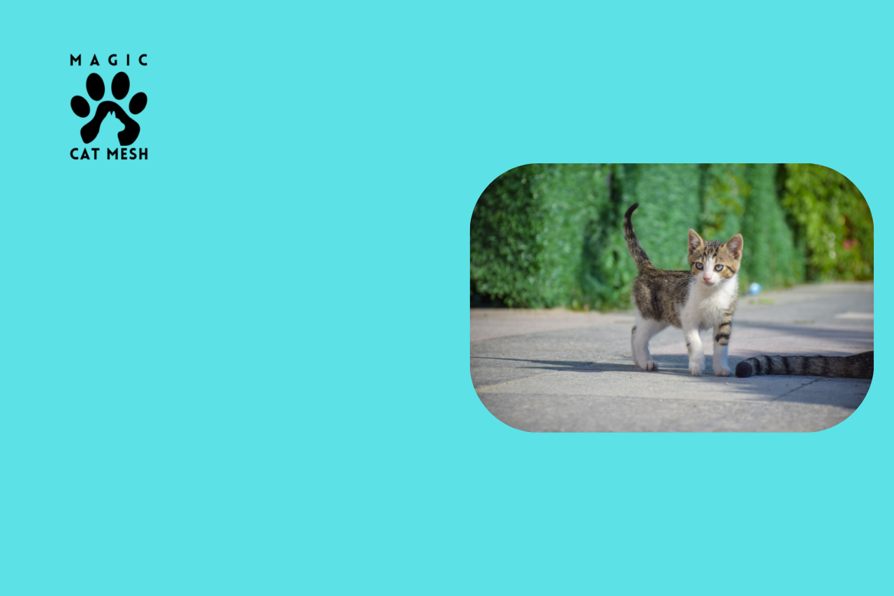 Cat Safety at Home: Securing Balconies, Windows, and Blinds for Cats