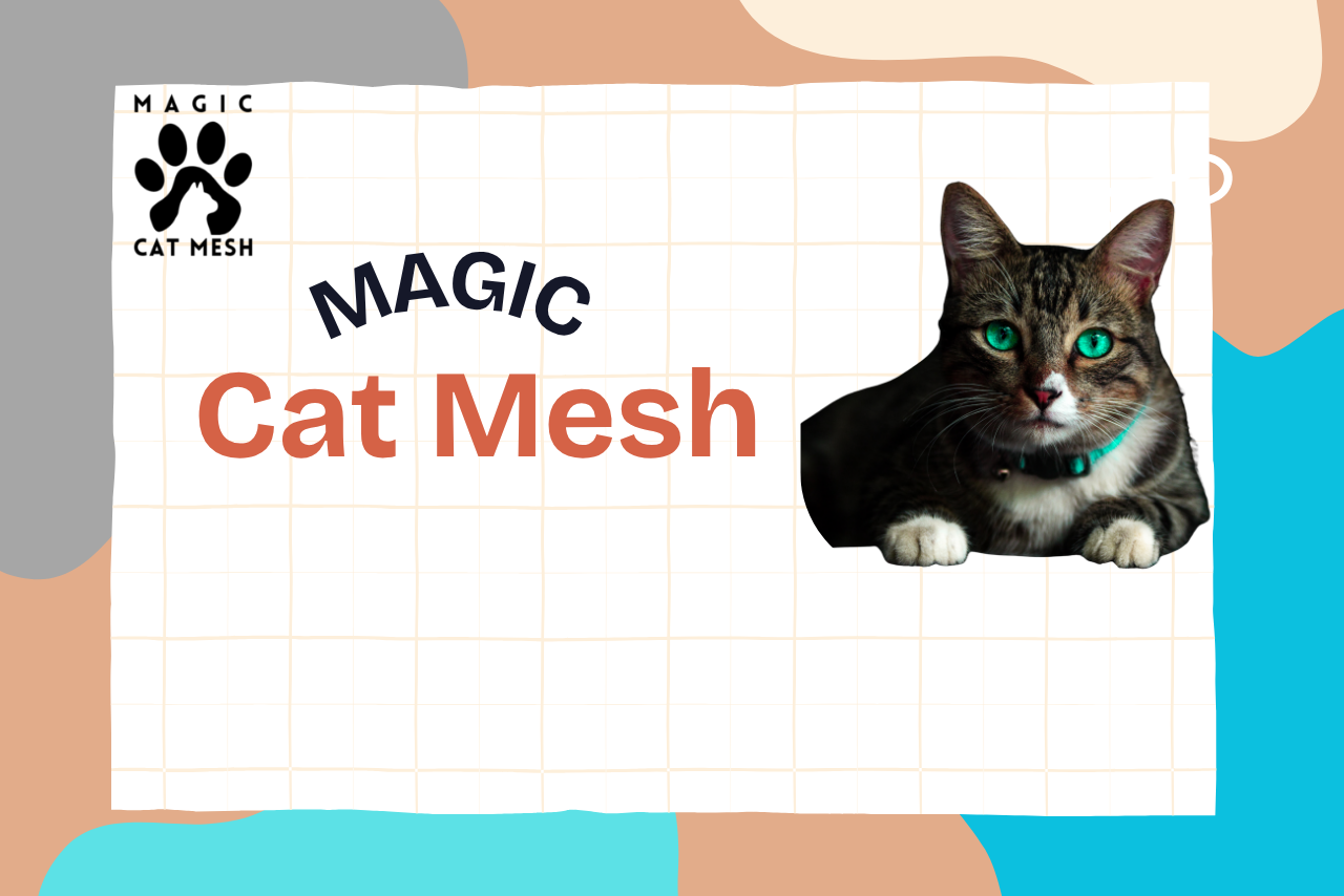 How to Be a Responsible Cat Owner in an HDB Flat