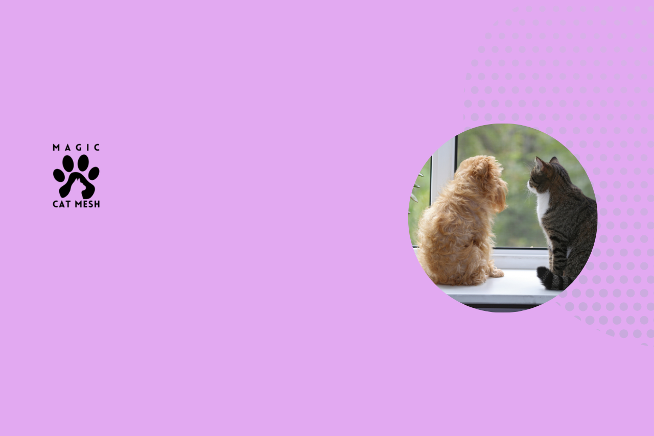 Is Your Cat on the Window Safe? A Guide for Singapore Pet Owners