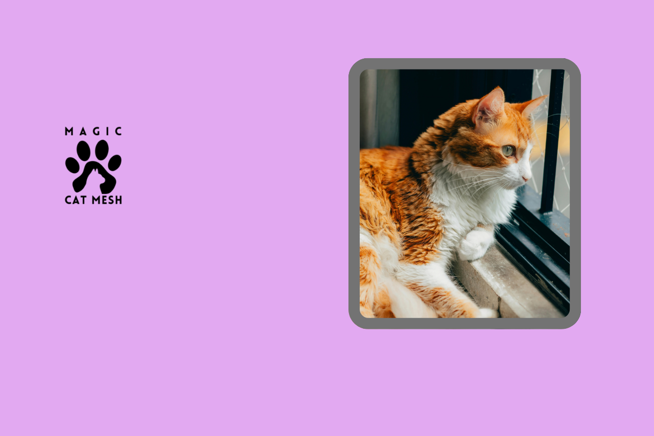 2026 Guide: Creating a Safe Window Space for Your Cat