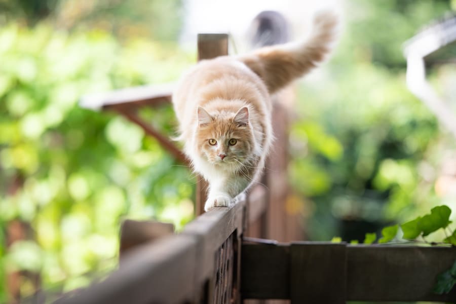 The ideal solution for cat lovers