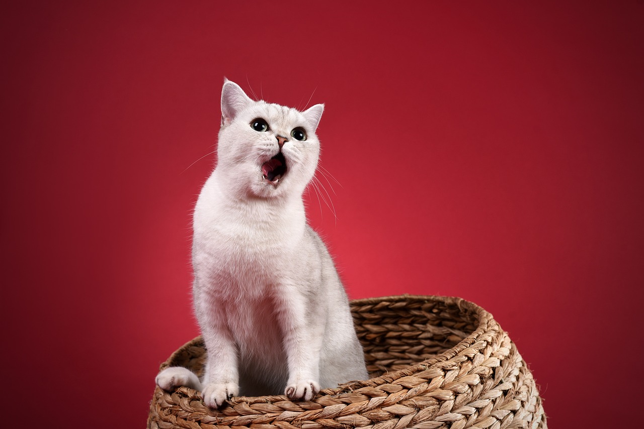 Ultimate Guide to Cat Safety: Protecting Your Feline with Secure Meshing