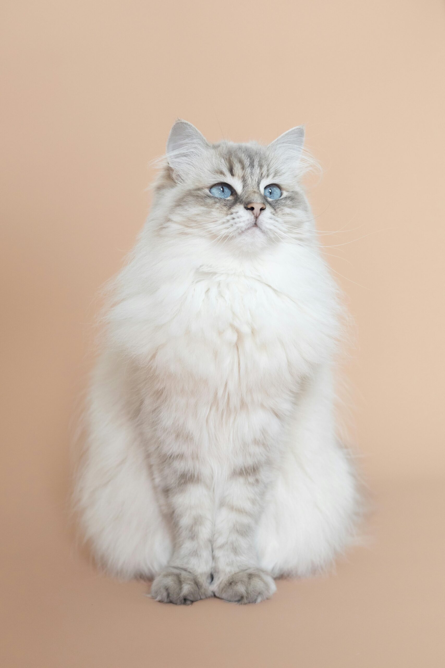 Why Magnetic Mesh Isn’t Suitable for Cats and Why Magic Cat Mesh is the Better Choice
